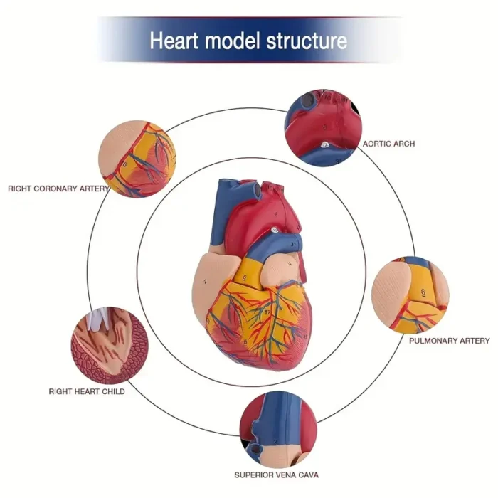 Life-Size Human Heart Model - Image 5
