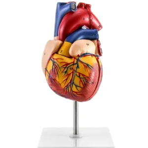 Life-Size Human Heart Model